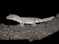 Strophurus williamsi