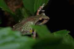 Raorchestes dubois