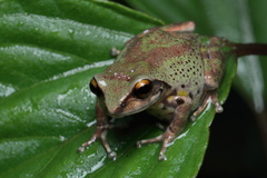 Raorchestes dubois