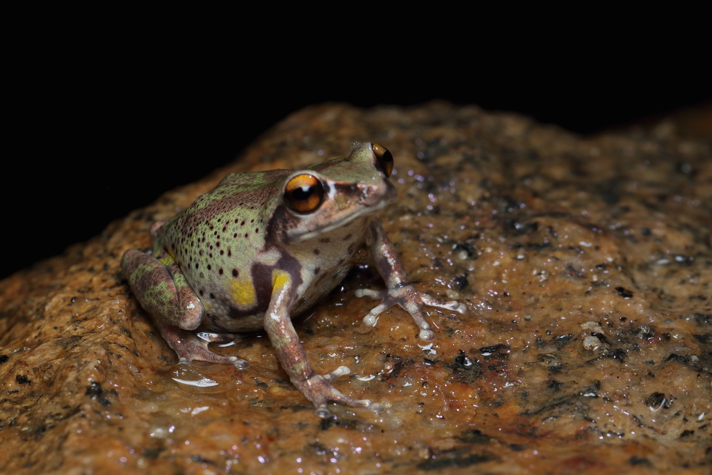 Koadaikanal Bush Frog