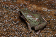 Raorchestes dubois
