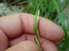 Carex virescens
