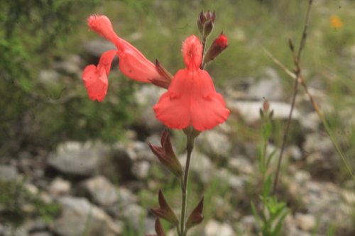 Salvia greggii