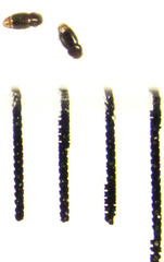 Ptinella ferruginea