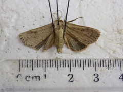 Scolecocampa liburna