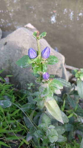 Image of Gentiana clausa by no rights reserved