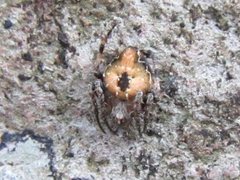 Araneus acuminatus