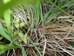 Carex debilis