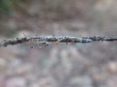 Cyclosa bacilliformis