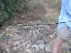 Cyclosa bacilliformis