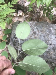 Amelanchier sanguinea