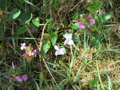 Viola lactea