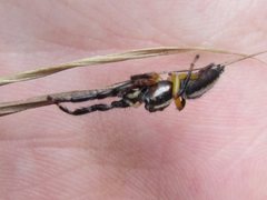 Mopsolodes australensis