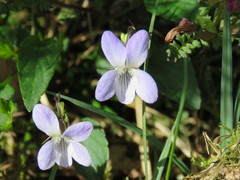 Viola lactea