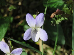 Viola lactea