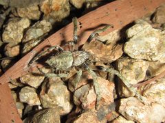 Hortophora cucullus