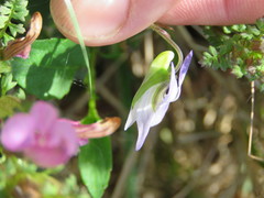 Viola lactea