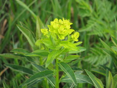 Euphorbia semivillosa