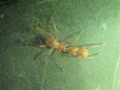 Myrmarachne smaragdina