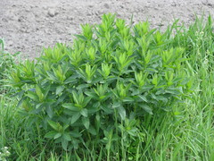 Euphorbia semivillosa