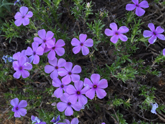 Phlox diffusa