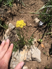 Pseudocymopterus