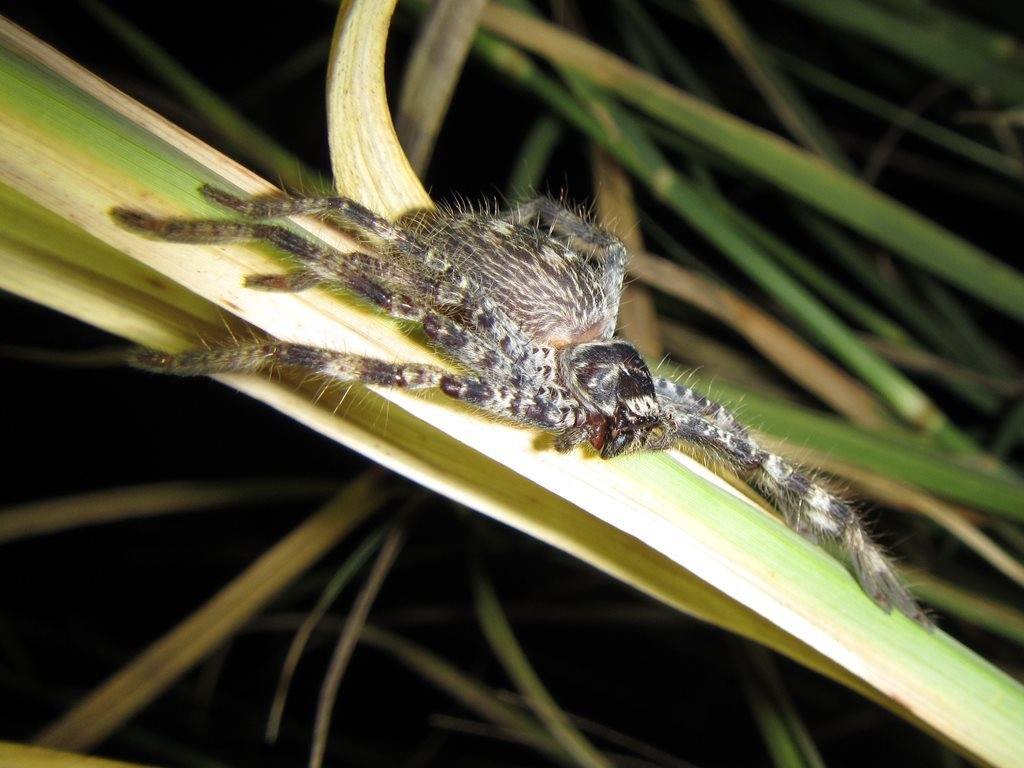 Northern Banded Huntsman from Dalrymple, AU-QL, AU on July 29, 2017 at ...