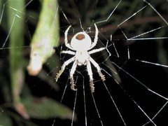 Backobourkia collina