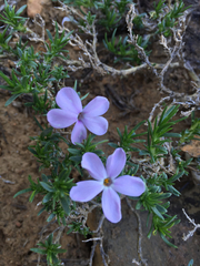 Phlox diffusa