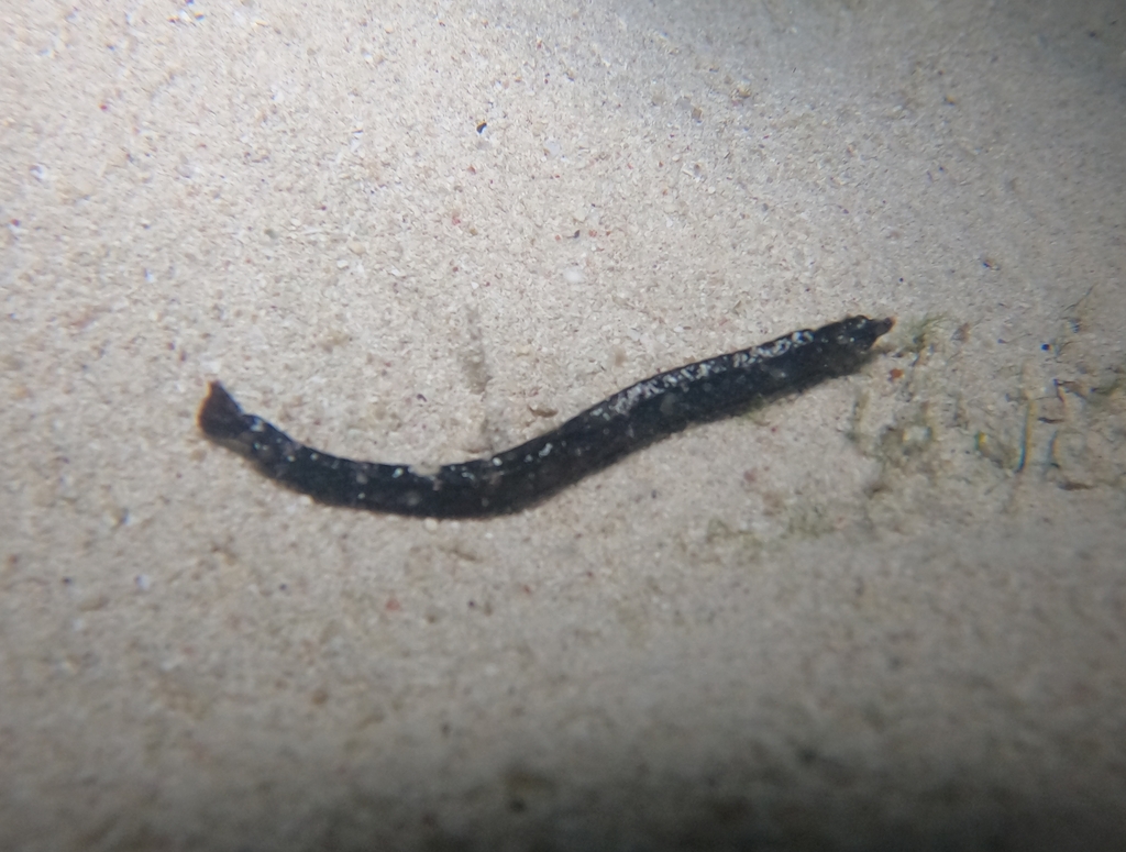 Whitenose pipefish (Cosmocampus albirostris) — Syngnathidae