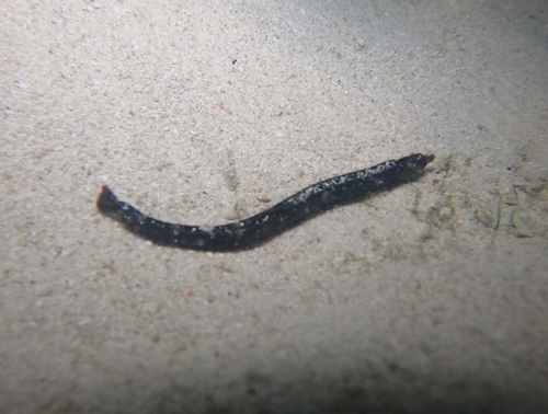 Witsnuit-zeenaald (Cosmocampus albirostris) — Syngnathidae