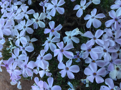Phlox diffusa