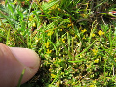 Trifolium micranthum