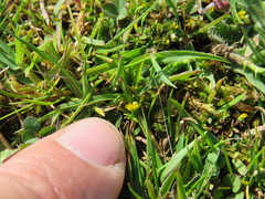 Trifolium micranthum