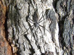 Argiope ocyaloides