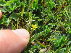 Trifolium micranthum