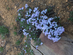 Phlox diffusa