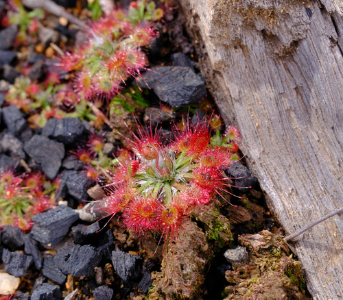 Drosera spilos