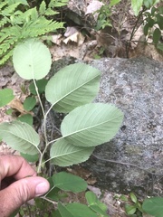 Amelanchier sanguinea