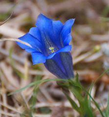 Gentiana clusii clusii