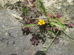 Oxalis corniculata