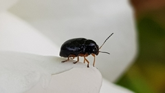 Cryptocephalus ocellatus