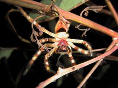 Neosparassus rutilus