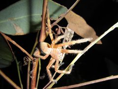 Neosparassus rutilus