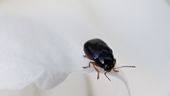 Cryptocephalus ocellatus