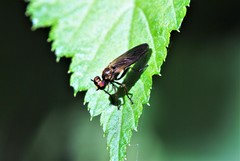 Eudioctria sackeni