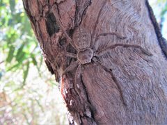 Isopedella conspersa