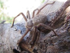 Isopedella conspersa