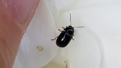 Cryptocephalus ocellatus