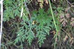 Conioselinum gmelinii